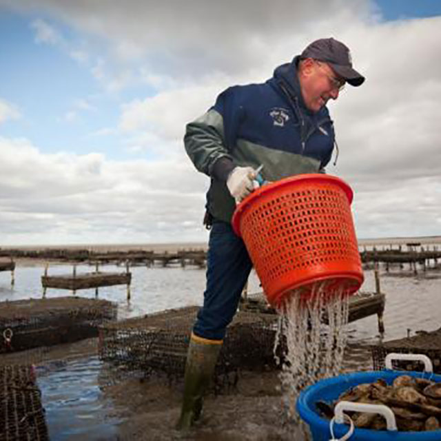 Forklift Catering - Boston - Food Source - East Dennis Oyster Farm